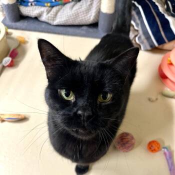 Domestic Short Hair Cats Available for Adoption - Maui | PetCurious