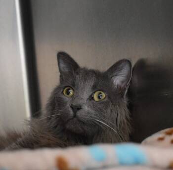 Domestic Long Hair Cats Available for Adoption - P.G. | PetCurious