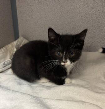 Domestic Short Hair Cats Available for Adoption in Liverpool, New York - Wiggle | PetCurious