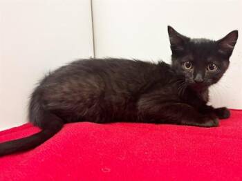 BINX -  Domestic Short Hair Cat for Adoption in Sacramento, California - BINX | PetCurious