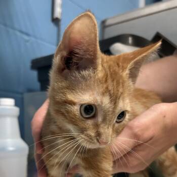 Mario -  Domestic Short Hair Cat for Adoption in Newport, North Carolina - Mario | PetCurious