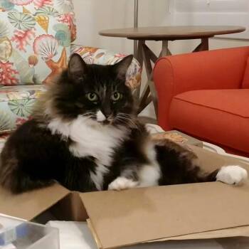 Gayla (aka Bella) -  Domestic Long Hair Cat for Adoption in Jessup, Maryland - Gayla (aka Bella) | PetCurious