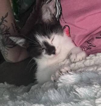Domestic Short Hair Cats Available for Adoption in Princeton, Indiana - Oreo | PetCurious