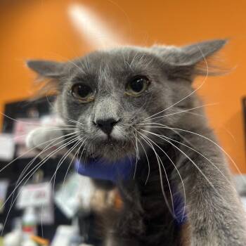 Nori -  Domestic Short Hair Cat for Adoption in Salt Lake City, Utah - Nori | PetCurious
