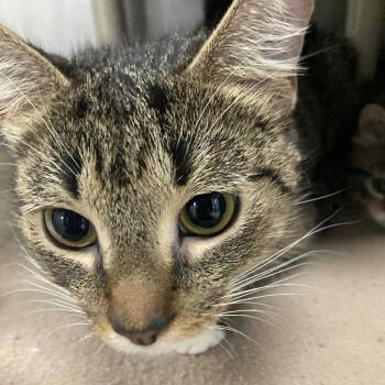 Rescue Domestic Short Hair Cats for Adoption in Hampton Bays, New York - Tigresa | PetCurious