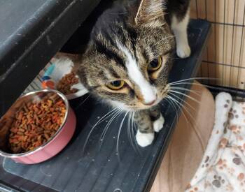Fred and Five -  Domestic Short Hair Cat for Adoption in Louisville, Kentucky - Fred And Five | PetCurious