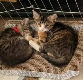 Eggabell Batternugget -  Domestic Short Hair Cat for Adoption in Hobart, Indiana - Eggabell Batternugget | PetCurious