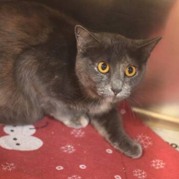 Mamas -  Domestic Short Hair Cat for Adoption in Belleville, Illinois - Mamas | PetCurious