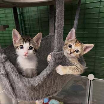 Domestic Short Hair Cats Available for Adoption in Mission Viejo, California - Tiramisu (pictured Right) | PetCurious