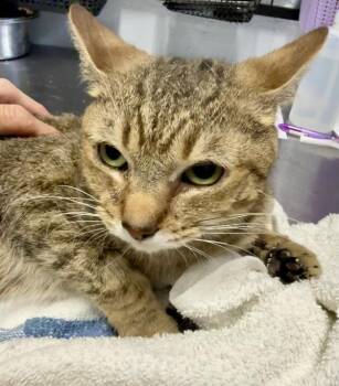 Domestic Short Hair Cats Available for Adoption in Mobile, Alabama - Sailor | PetCurious