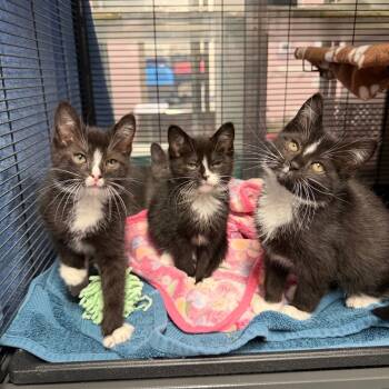 Rescue Domestic Short Hair Cats for Adoption in Binghamton, New York - Galloway | PetCurious