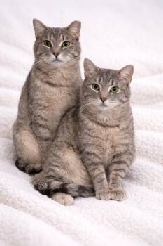 Tabby Cats Available for Adoption - Dakota And Big Gray | PetCurious