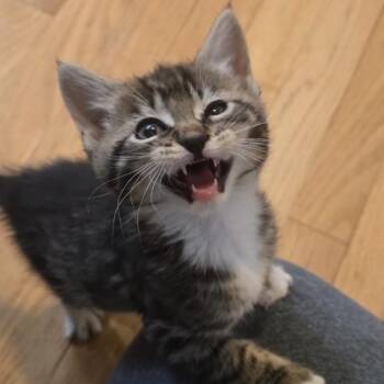 Cadbury -  Domestic Short Hair Cat Available for Adoption in Danbury, Connecticut - Cadbury | PetCurious