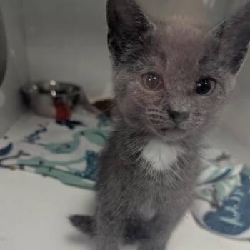 Franklin -  Domestic Short Hair Cat for Adoption in Jeffersonville, Indiana - Franklin | PetCurious
