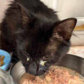 Kyla -  Domestic Medium Hair and Domestic Short Hair Cat for Adoption in Madisonville, Tennessee - Kyla | PetCurious