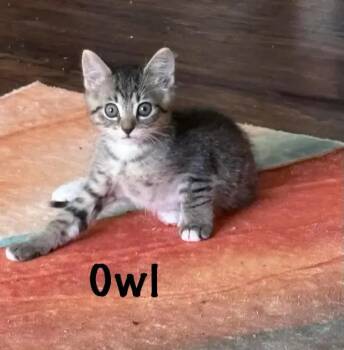 Owl -  Domestic Short Hair Cat for Adoption in Wyoming, Michigan - Owl | PetCurious