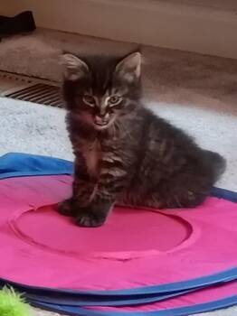 Nikko -  Domestic Medium Hair and Tabby Cat for Adoption in Buford, Georgia - Nikko | PetCurious