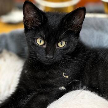 Koko -  Domestic Short Hair Cat for Adoption in Myrtle Beach, South Carolina - Koko | PetCurious