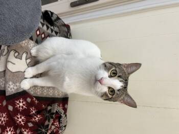 Rescue Domestic Short Hair Cats for Adoption in Baton Rouge, Louisiana - Chester | PetCurious