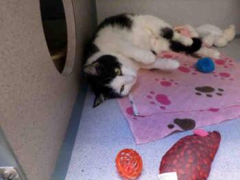 Domestic Short Hair Cats Available for Adoption in Aliquippa, Pennsylvania - EVE | PetCurious