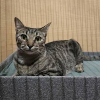Spirit -  Domestic Short Hair Cat for Adoption in Warr Acres, Oklahoma - Spirit | PetCurious