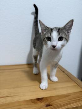 Beret -  Domestic Short Hair Cat for Adoption in Las Vegas, Nevada - Beret | PetCurious