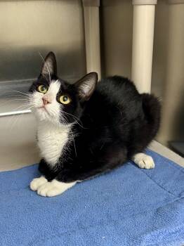 Itsy -  Domestic Short Hair Cat for Adoption in Parsippany-troy Hills, New Jersey - Itsy | PetCurious
