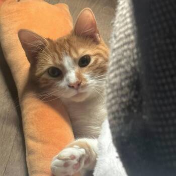 Rusty -  Domestic Short Hair Cat for Adoption in Champaign, Illinois - Rusty | PetCurious
