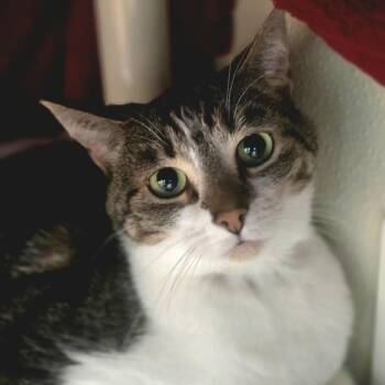Domestic Short Hair Cats Available for Adoption in Dublin, California - Keiko | PetCurious