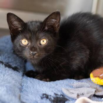 Frankenberry -  Domestic Short Hair Cat for Adoption in Wilmington, Delaware - Frankenberry | PetCurious
