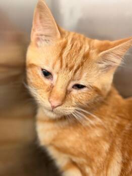 Stymie -  Domestic Short Hair Cat for Adoption in Hartsville, South Carolina - Stymie | PetCurious