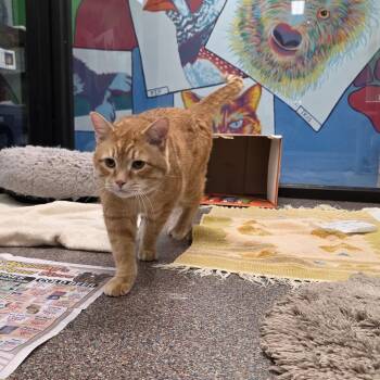 Mars -  Domestic Short Hair Cat for Adoption in Cheyenne, Wyoming - Mars | PetCurious
