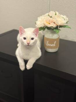 Rescue Siamese and Domestic Short Hair Cats for Adoption in Dallas, Texas - Soleil | PetCurious