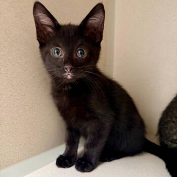 Takis -  Domestic Short Hair Cat for Adoption in Great Falls, Montana - Takis | PetCurious