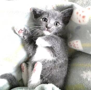 America -  Domestic Short Hair Cat for Adoption in Greensboro, North Carolina - America | PetCurious