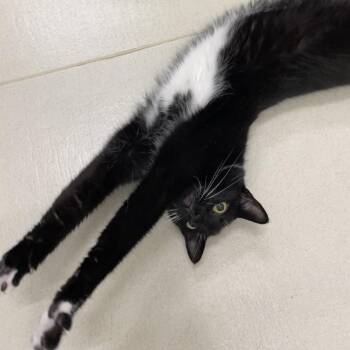 Judd -  Domestic Short Hair Cat for Adoption in Warwick, Rhode Island - Judd | PetCurious