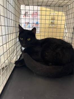 PANTHER -  Domestic Short Hair Cat for Adoption in Fort Myers, Florida - PANTHER | PetCurious