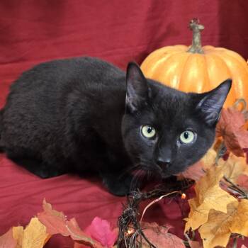 Chipmunk -  Domestic Short Hair Cat for Adoption in Payson, Arizona - Chipmunk | PetCurious