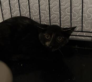 Kimchi -  Domestic Short Hair Cat for Adoption in Salmon, Idaho - Kimchi | PetCurious