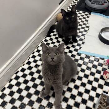 Polaroid and Kodak -  Domestic Long Hair Cat for Adoption - Polaroid And Kodak | PetCurious