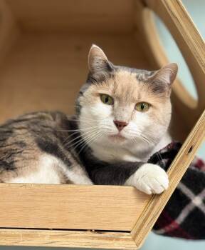 Kit Kat -  Domestic Short Hair Cat for Adoption in Rochester, New Hampshire - Kit Kat | PetCurious