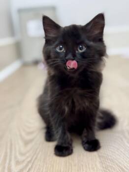 Henri -  Domestic Long Hair Cat for Adoption in Montclair, New Jersey - Henri | PetCurious