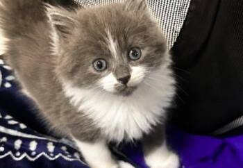 Snicker -  Domestic Long Hair Cat for Adoption in Ottawa Hills, Ohio - Snicker | PetCurious