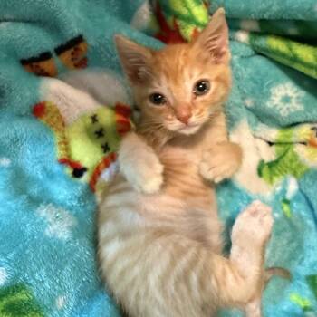 Kyo -  Domestic Short Hair Cat for Adoption in Brownsboro, Alabama - Kyo | PetCurious
