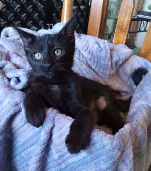 Amber 2 -  Domestic Short Hair Cat Available for Adoption in Tucson, Arizona - Amber 2 | PetCurious