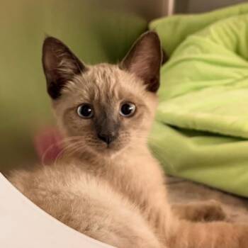 Dolly Parton -  Domestic Short Hair Cat for Adoption in Los Angeles, California - Dolly Parton | PetCurious