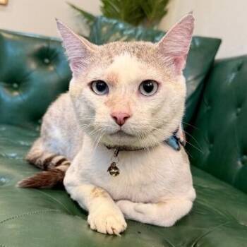 Isaac the Original -  Siamese and Domestic Short Hair Cat for Adoption in Friendswood, Texas - Isaac The Original | PetCurious