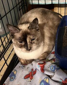 Elsa -  Domestic Short Hair and Siamese Cat for Adoption in St. Peters, Missouri - Elsa | PetCurious