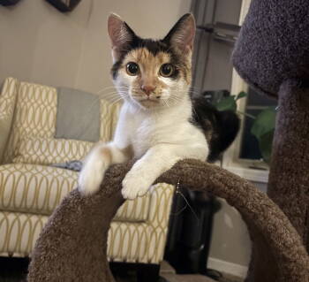 Rescue Domestic Short Hair Cats for Adoption in Brooklyn Center, Minnesota - Dot | PetCurious