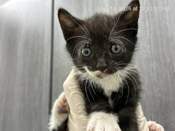 BLUEBERRY -  Domestic Short Hair Cat for Adoption in Ocala, Florida - BLUEBERRY | PetCurious